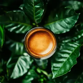 Espresso